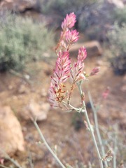 Dyerophytum africanum