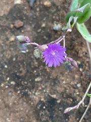 Corbichonia decumbens