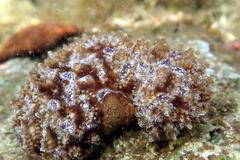 Austrodromidia octodentata