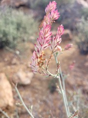 Dyerophytum africanum
