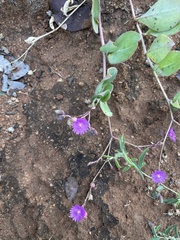 Corbichonia decumbens