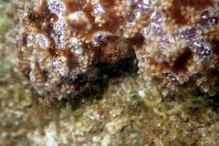 Austrodromidia octodentata