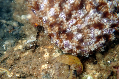 Austrodromidia octodentata