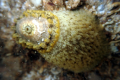 Amblychilepas nigrita