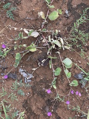 Corbichonia decumbens