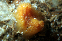 Pyuridae