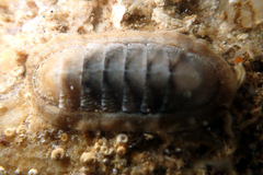 Ischnochiton cariosus