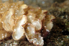 Fasciolariidae