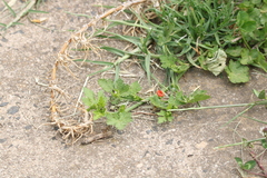 Modiola caroliniana