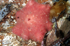 Meridiastra medius