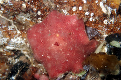 Meridiastra medius