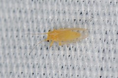 Cacopsylla annulata