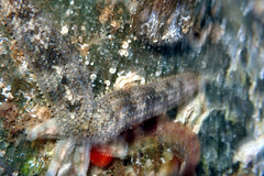 Allostichaster polyplax