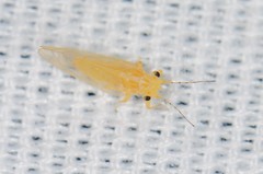 Cacopsylla annulata