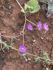 Corbichonia decumbens
