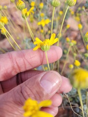 Euryops dregeanus