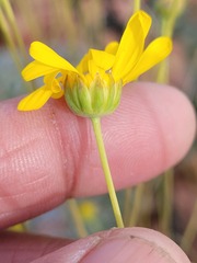 Euryops dregeanus
