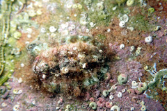 Plaxiphora matthewsi