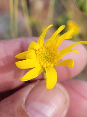 Euryops dregeanus