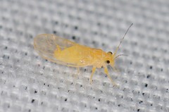 Cacopsylla annulata