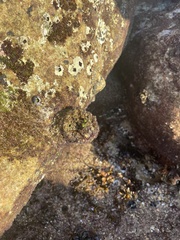 Pyura praeputialis