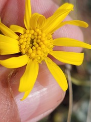 Euryops dregeanus