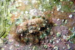 Plaxiphora matthewsi