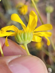 Euryops dregeanus