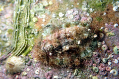 Plaxiphora matthewsi