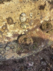 Pyura praeputialis