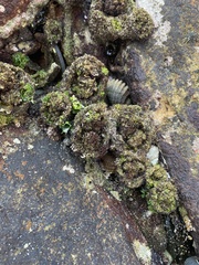 Pyura praeputialis