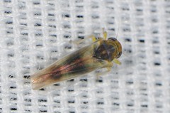 Kybos copula