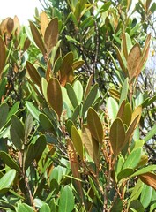 Lepidocupania squamosa