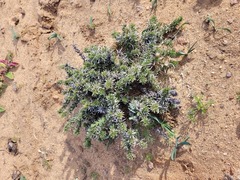 Aptosimum spinescens