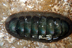 Ischnochiton australis