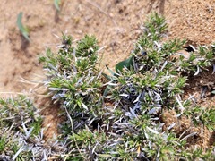 Aptosimum spinescens