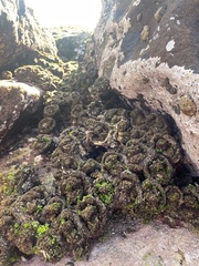 Pyura praeputialis