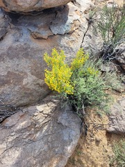 Euryops