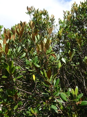 Lepidocupania squamosa