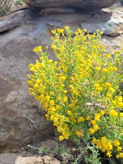 Euryops