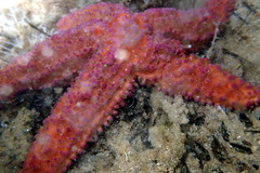 Uniophora granifera
