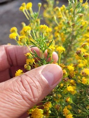 Euryops