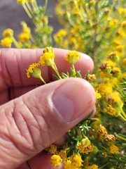 Euryops