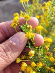 Euryops