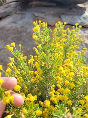 Euryops