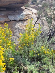 Euryops