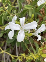 Barleria quadriloba