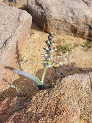 Lachenalia inconspicua