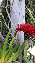 Xeronema callistemon
