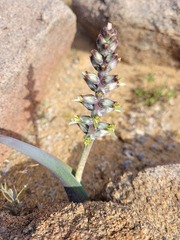 Lachenalia inconspicua